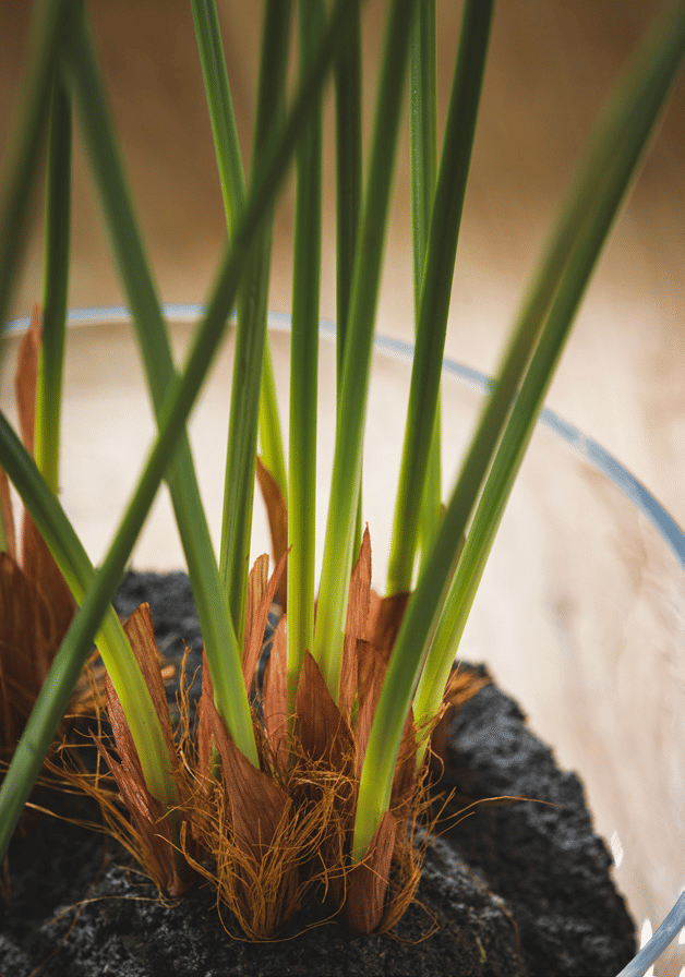 Папирус EDG Enzo De Gasperi Арт.230384,700