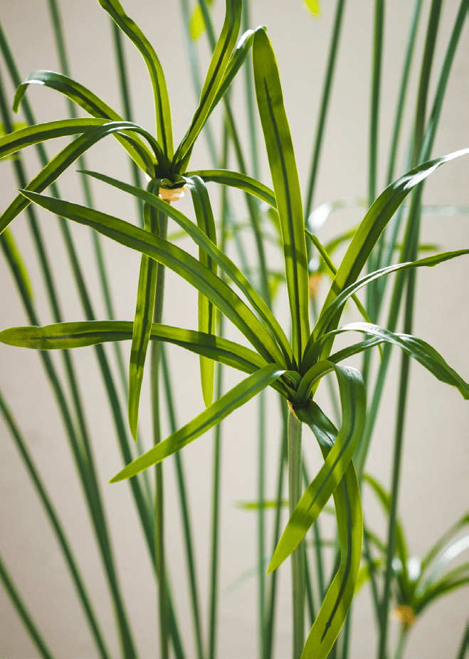 Папирус EDG Enzo De Gasperi Арт.230384,700