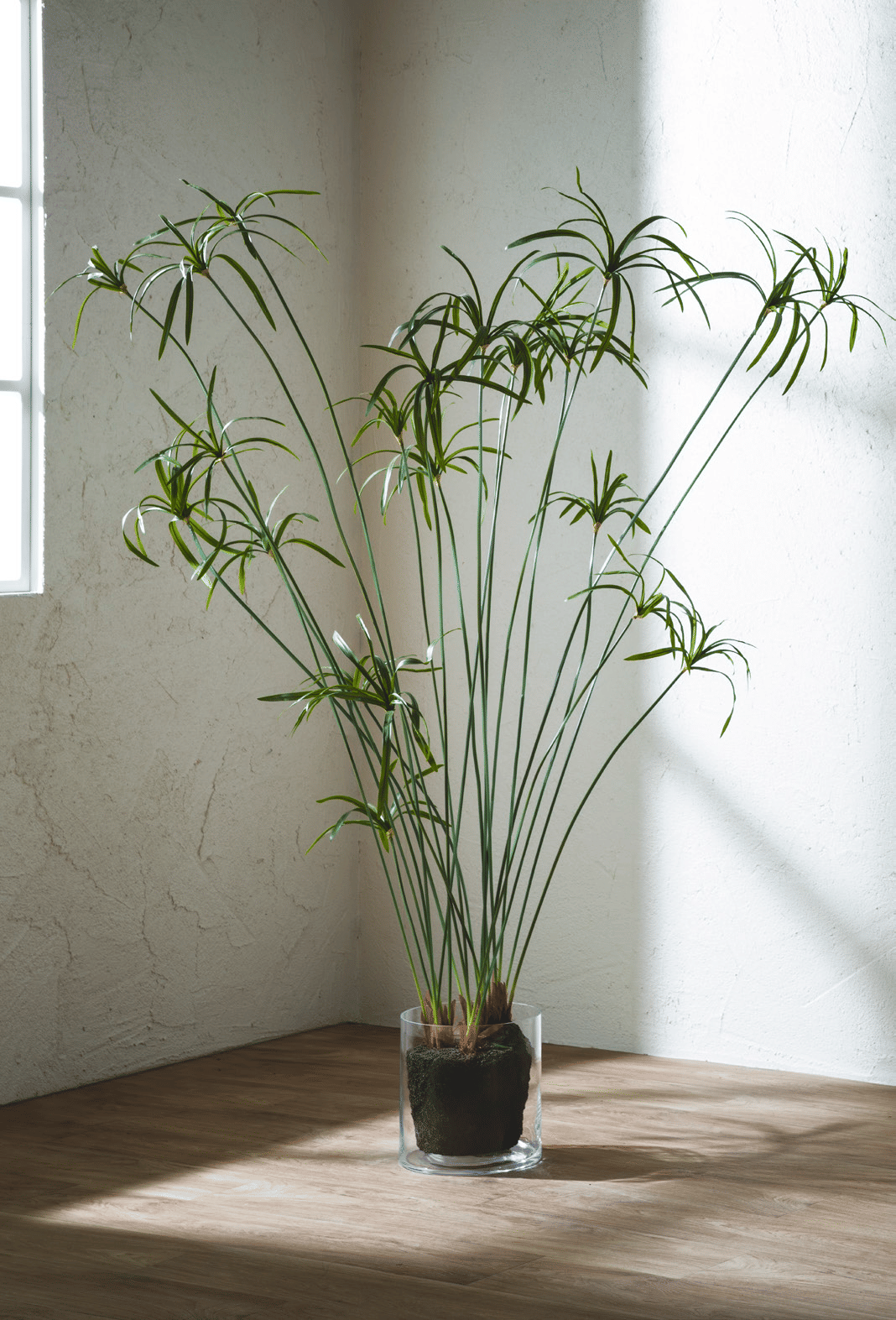 Папирус EDG Enzo De Gasperi Арт.230384,700