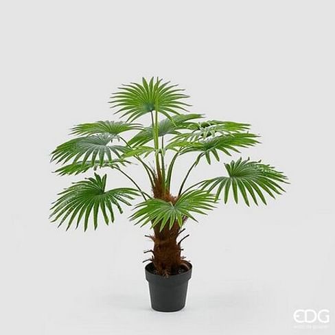 Пальма Камерус EDG Enzo De Gasperi Арт.232127,700