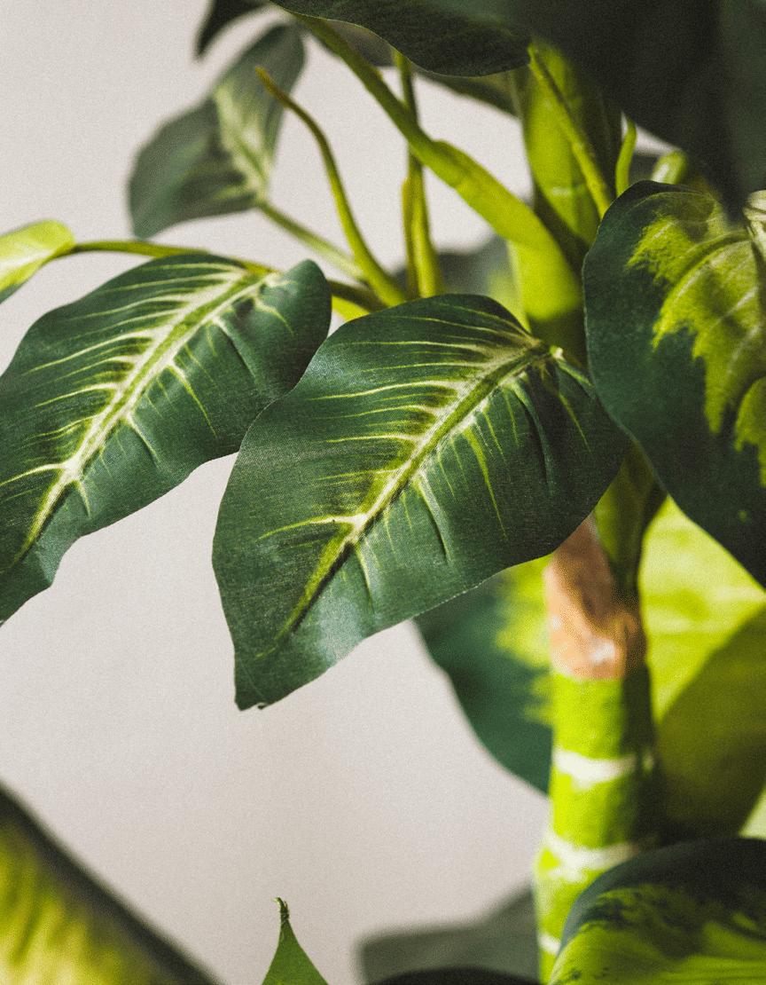 Диффенбахия EDG Enzo De Gasperi Арт.232740,720