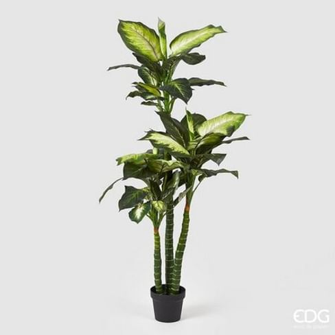 Диффенбахия EDG Enzo De Gasperi Арт.232740,720