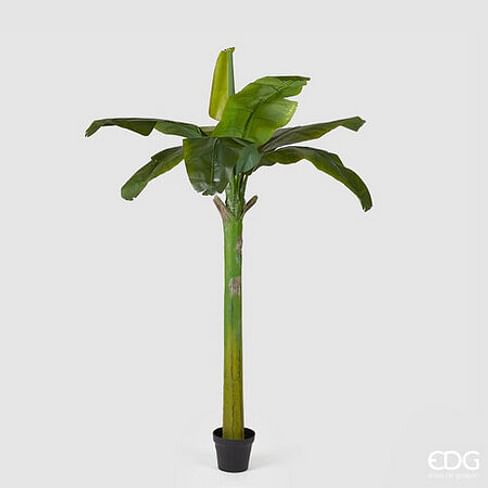 Банановая пальма EDG Enzo De Gasperi Арт.232741,700