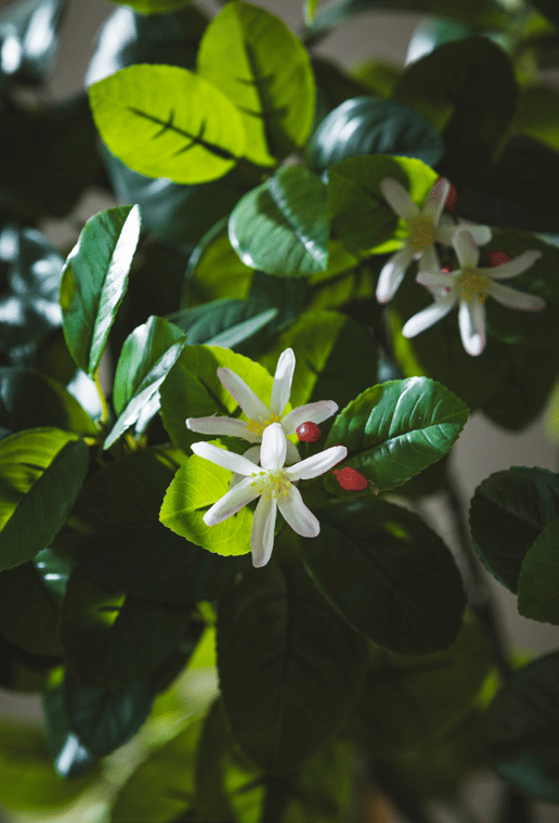 Лимонное дерево EDG Enzo De Gasperi Арт.250619,200