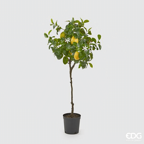 Лимонное дерево EDG Enzo De Gasperi Арт.250619,20