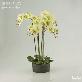 Орхидея EDG Enzo De Gasperi Арт.213684,71
