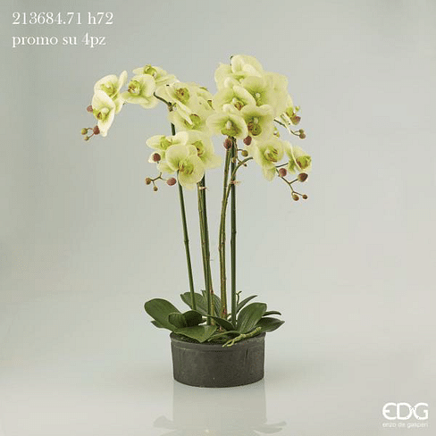 Орхидея EDG Enzo De Gasperi Арт.213684,710