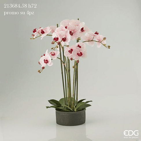 Орхидея EDG Enzo De Gasperi Арт.213684,58