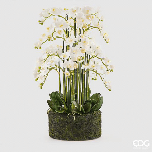 Орхидея EDG Enzo De Gasperi Арт.214855,10
