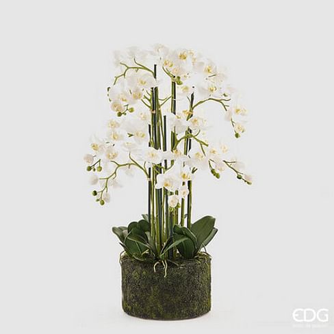 Орхидея EDG Enzo De Gasperi Арт.214854,100