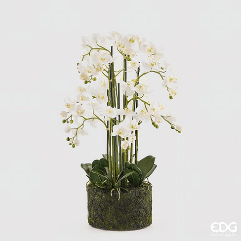 Орхидея EDG Enzo De Gasperi Арт.214854,10