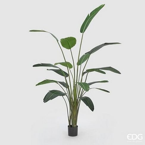 Стрелиция EDG Enzo De Gasperi Арт.231638,700