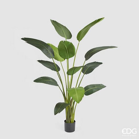 Стрелиция EDG Enzo De Gasperi Арт.231634,700