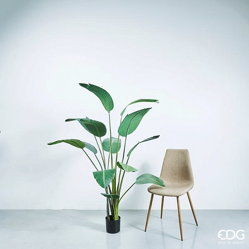 Стрелиция EDG Enzo De Gasperi Арт.231634,70