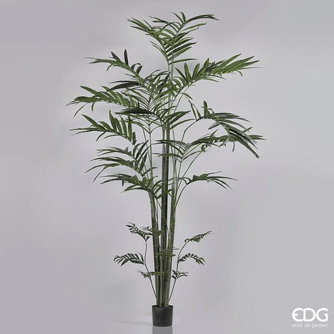 Пальма Кентия EDG Enzo De Gasperi Арт.231899,7