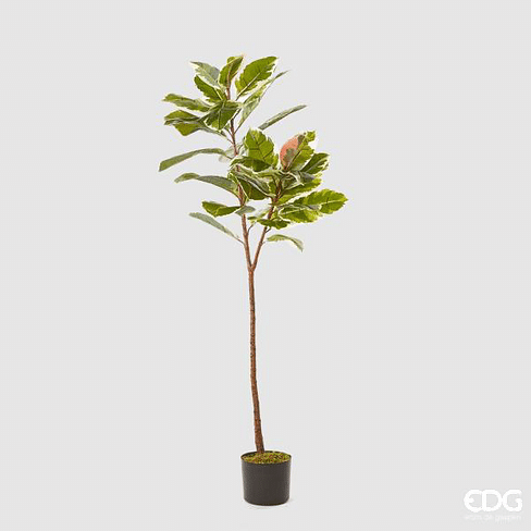 Фикус лировидный (Лирата) EDG Enzo De Gasperi Арт.232529,72