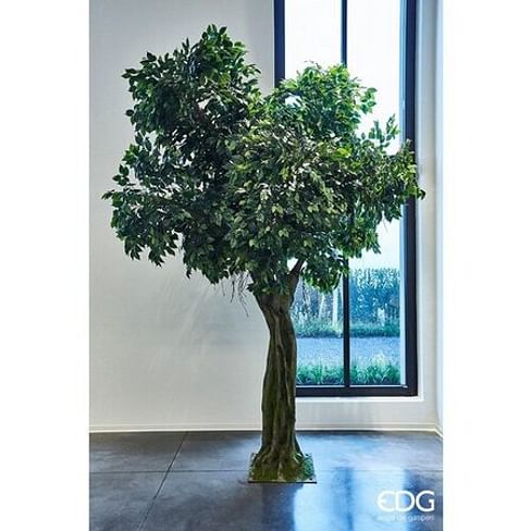 Фикус EDG Enzo De Gasperi Арт.235122,700