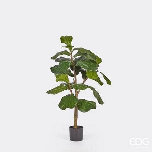 Фикус лировидный (Лирата) EDG Enzo De Gasperi Арт.232403,700