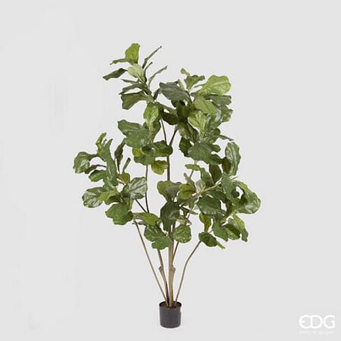 Фикус лировидный (Лирата) EDG Enzo De Gasperi Арт.238799,700