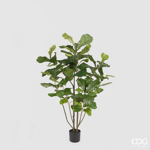 Фикус лировидный (Лирата) EDG Enzo De Gasperi Арт.238797,70