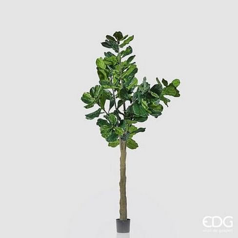 Фикус лировидный (Лирата) EDG Enzo De Gasperi Арт.231753,700