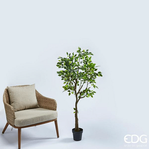 Фикус Бенджамина EDG Enzo De Gasperi Арт.231636,70