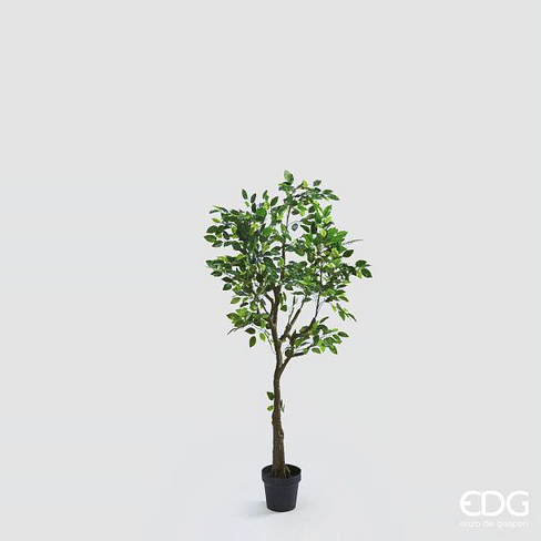 Фикус Бенджамина EDG Enzo De Gasperi Арт.231636,70