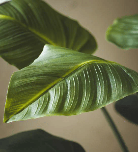 Калла EDG Enzo De Gasperi Арт.231031,700