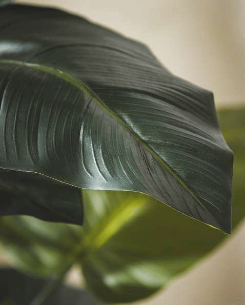 Калла EDG Enzo De Gasperi Арт.231031,700