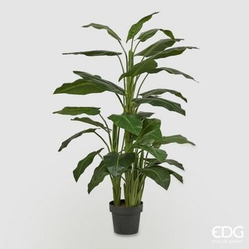 Калла EDG Enzo De Gasperi Арт.231031,700