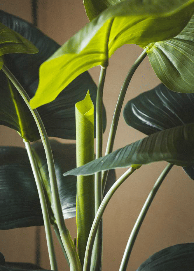 Калла EDG Enzo De Gasperi Арт.231031,700