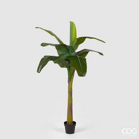 Банановая пальма EDG Enzo De Gasperi Арт.232739,700