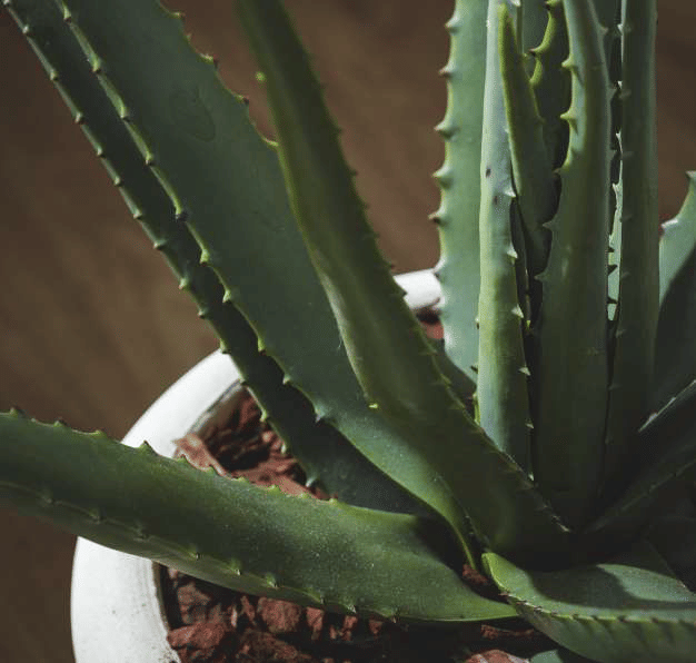 Алоэ EDG Enzo De Gasperi Арт.231597,700