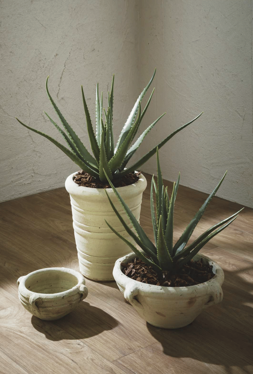 Алоэ EDG Enzo De Gasperi Арт.231597,700