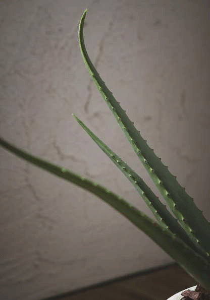 Алоэ EDG Enzo De Gasperi Арт.231598,700