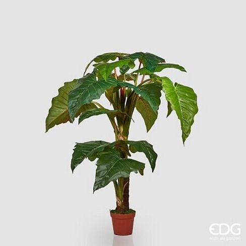 Алоказия EDG Enzo De Gasperi Арт.231388,700