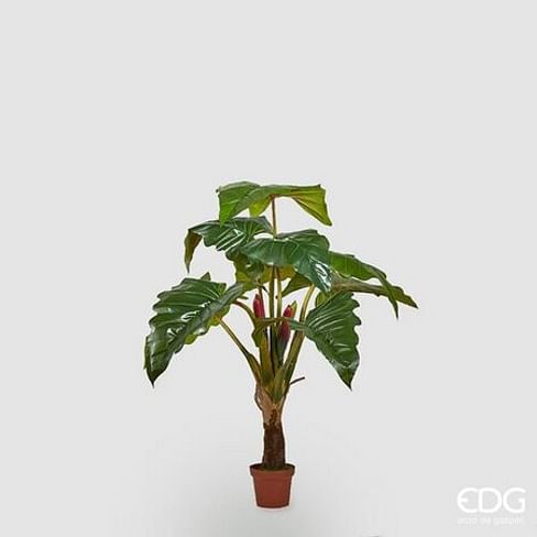 Алоказия EDG Enzo De Gasperi Арт.231387,700