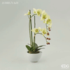 Орхидея в горшке EDG Enzo De Gasperi Арт.213683,710