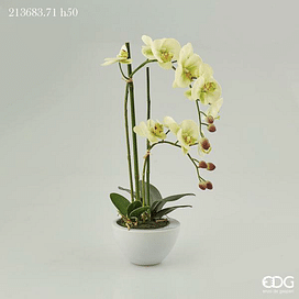 Орхидея в горшке EDG Enzo De Gasperi Арт.213683,71