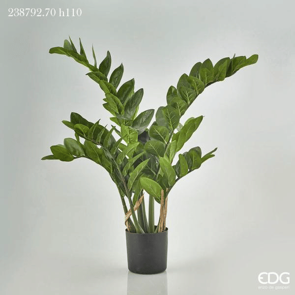 Замиокулькас EDG Enzo De Gasperi Арт.238792,700