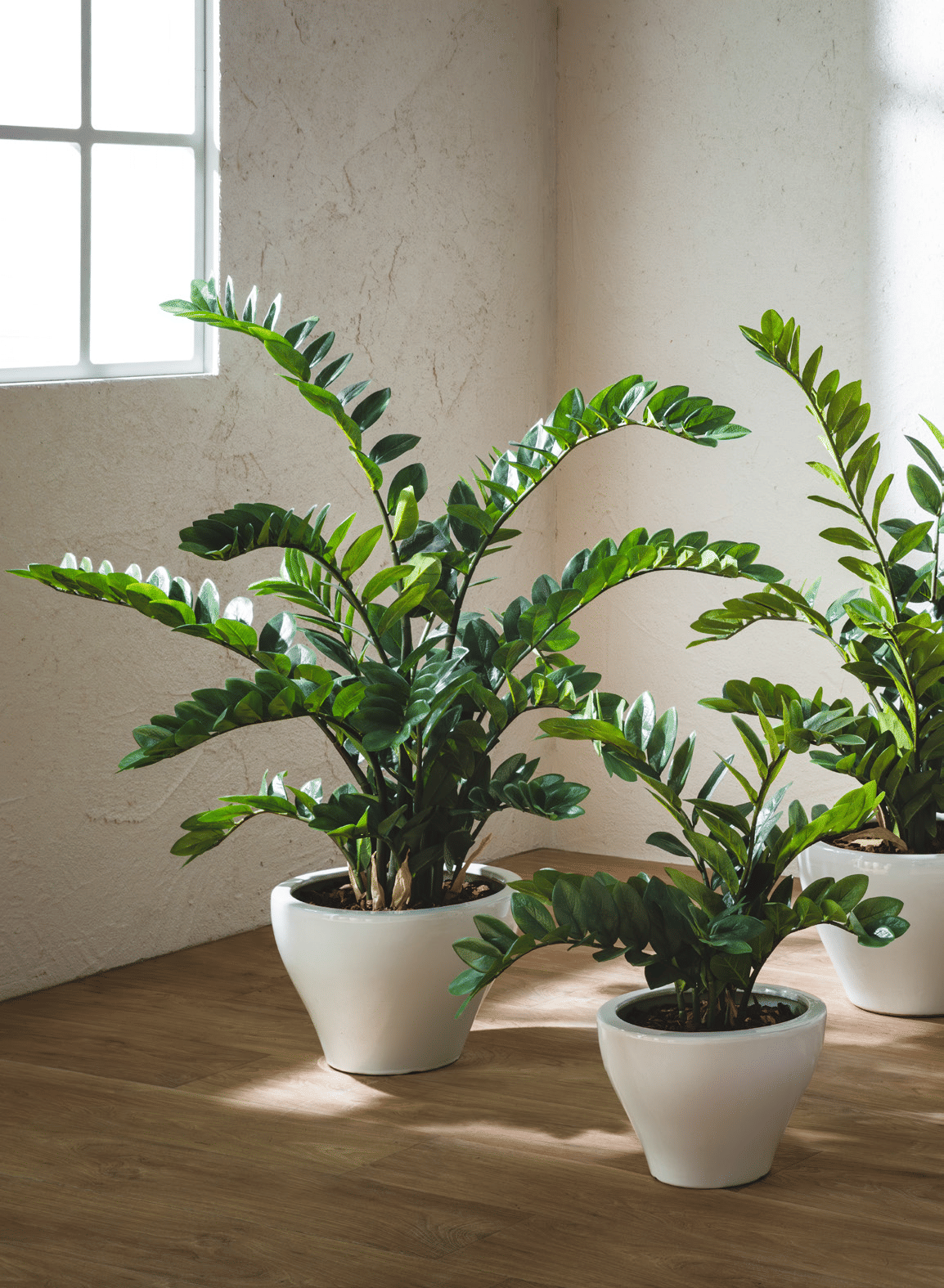 Замиокулькас EDG Enzo De Gasperi Арт.238792,700