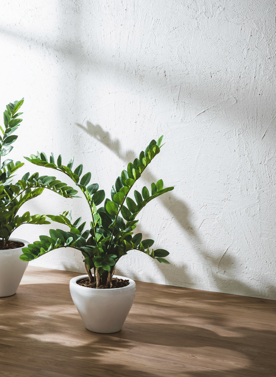 Замиокулькас EDG Enzo De Gasperi Арт.238792,700