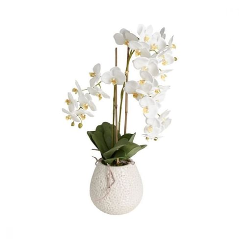 Орхидея Сиена в горшке SIA Арт.SIA-5099