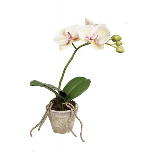 Орхидея в горшку SIA Арт.050344