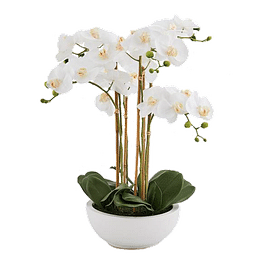Орхидея EDG Enzo De Gasperi Арт.214292,10