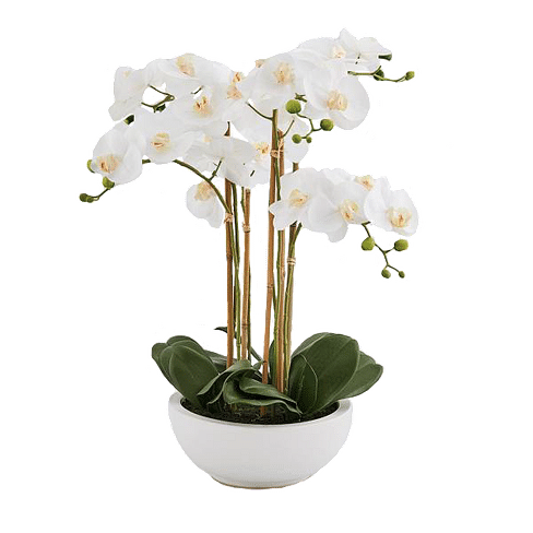 Орхидея EDG Enzo De Gasperi Арт.214292,10