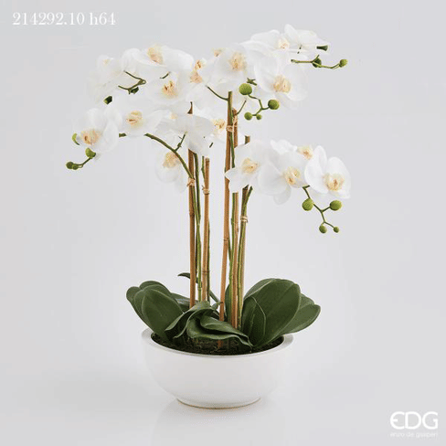 Орхидея EDG Enzo De Gasperi Арт.214292,100