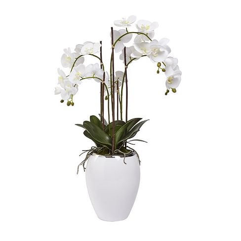 Орхидея в горшке SIA Арт.050381