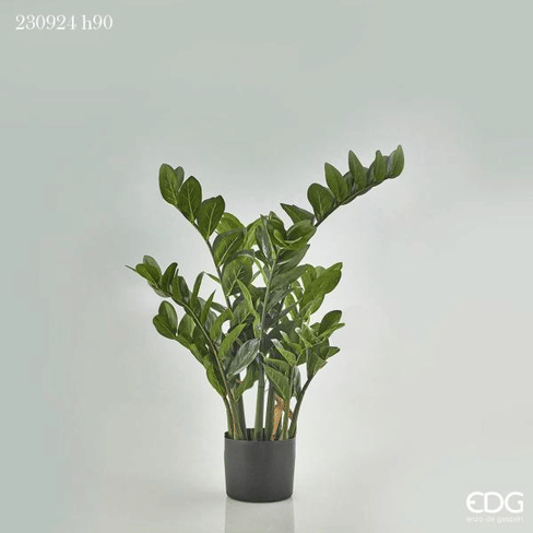Замиокулькас EDG Enzo De Gasperi Арт.230924,700