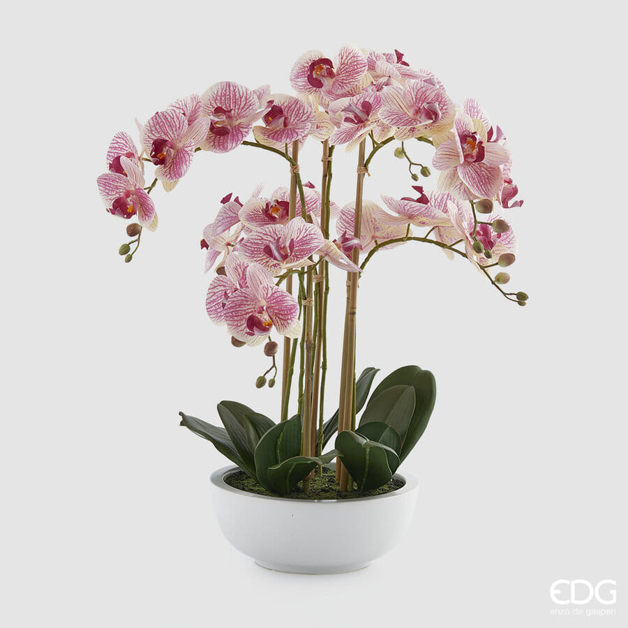 Орхидея EDG Enzo De Gasperi Арт.214292,750